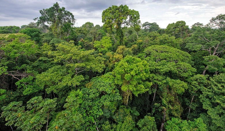 Peruvian amazon rainforest in Tambopata reserve