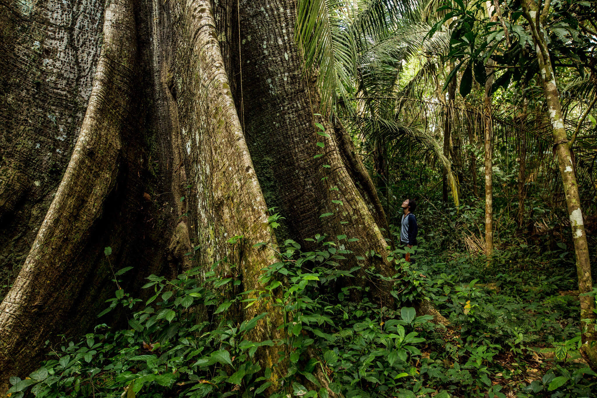 Partnering with the Rainforest Alliance